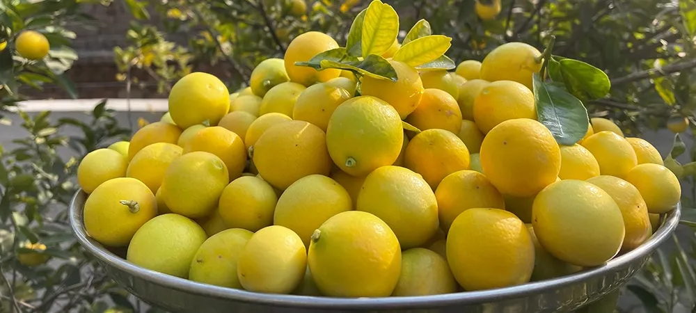 Her damlası altın değerinde! Şefler sır gibi saklıyordu: Bu taktiklerle limonlar su gibi akacak! - Resim: 7